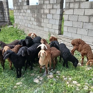 алла тоо: Сатам | Козу | Көбөйтүү үчүн | Асыл тукумдуу — 4