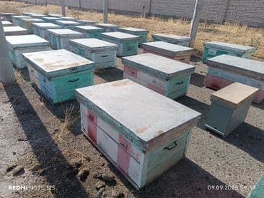 Рыбы: Бал челектер сатылат аарысы менен парода карника 10 рамкалык корпусной — 4