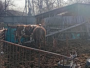 шотландская вислоухая кошка цена: Продаю | Бык (самец) | На откорм | Привязанные — 8