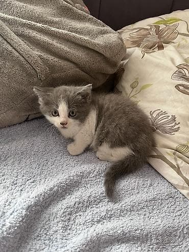 үй жаныбарлары: Котёнок, окрас серо-белый (биколор). Короткая плюшевая шерсть — 3