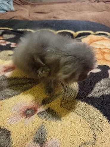 scottish fold: Продам котят британские голубой окраски цена договорная цена — 4