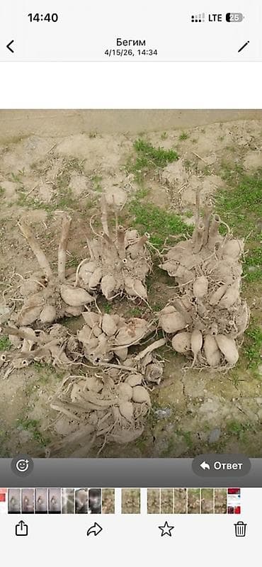 листы контейнера: Клубни георгин (Dahlia) – крупноцветковый сорт, махровые — 1