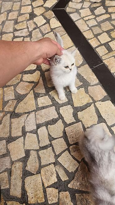 скоттиш страйт шиншилла: Британские шиншилла-поинт (серебристые) котята - Окрас: белый с — 3