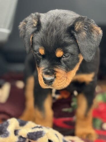 Иттер: Щенок породы ротвейлер Описание: - Породный щенок с классическим — 9
