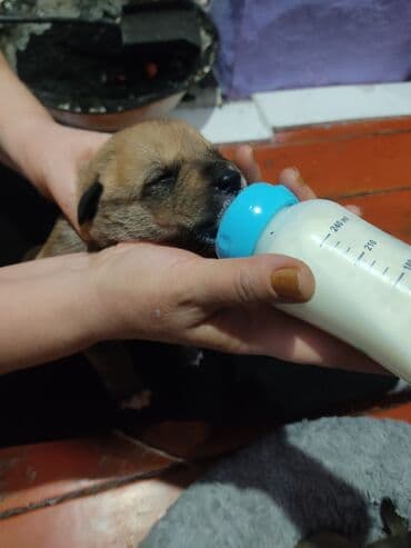 щенки белгийскоц овчарки: Ит бекер берилет: 2 айлык, Эркек — 36