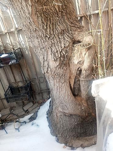 рубка дров цена: Отдам дерево даром — 5