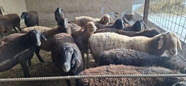 бишкектен уй сатылат: Сатам | Ургаачы кой (ургаачы) | Аргын | Союуга — 1