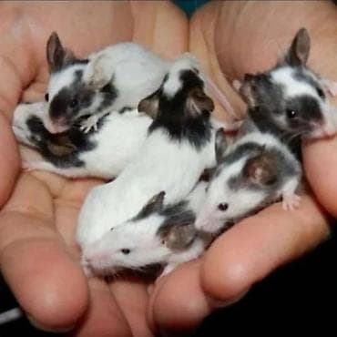 Крысы: Продаются хомячки джунгарские, сирийские, ангорские пушистые хомячки — 6