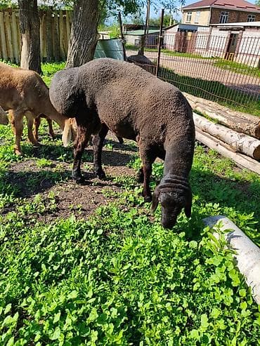 продажа щенков немецкой овчарки в бишкеке с документами: Продаю | Баран (самец) | Арашан | Для разведения | Осеменитель — 2