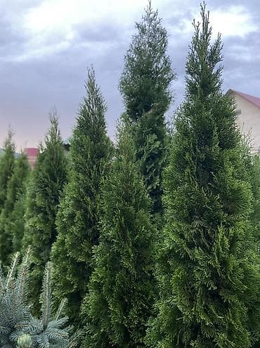 Продаются туи От 1 до 2 метров Выращиваем сами, с 2013 года,со всей at lalafo.kg Продаются туи От 1 до 2 метров Выращиваем сами, с 2013 года,со всей