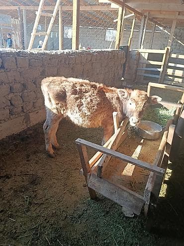 саман сатам: Сатам | Бука (эркек), Музоо | Бордоп семиртүү үчүн, Көбөйтүү үчүн — 4