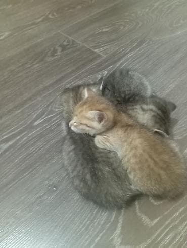 кошки коты котята: Очаровательные котята от домашней кошки. - Помёт из трёх малышей: два — 3