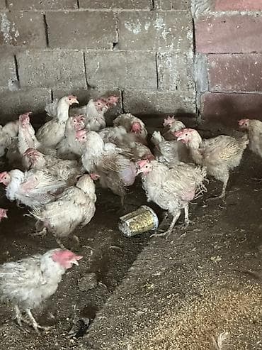 пионер кукуруза: Продаю | Куры | Несушки — 3