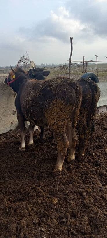 вязка котов: Продаю | Тёлка | Для разведения — 3