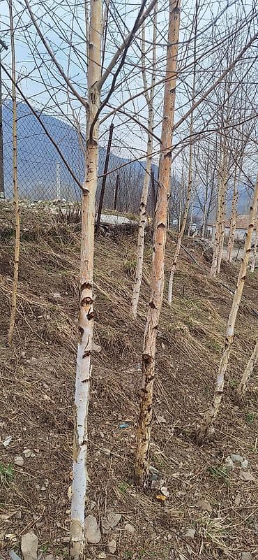 продам мясо: Саженцы — 1