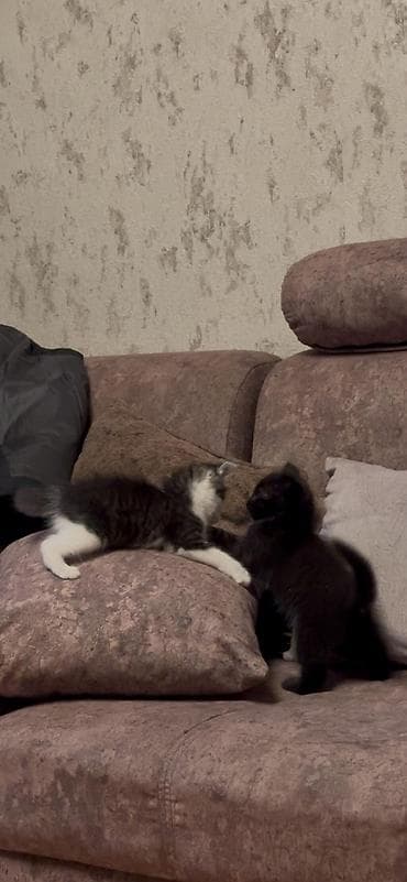 продажа котят мейн кун: Майнкун метисы Отец - дворовой крутыш🦁(крупный) Мать - Майнкун к — 10