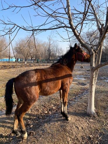 коровы молочной породы купить: Продаю | Жеребец | Для разведения | Племенные — 3