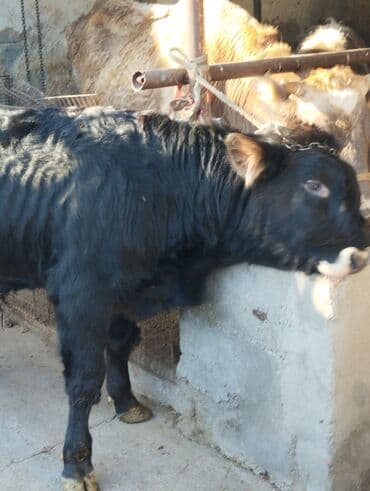 лошади цена: Продаю | Бык (самец) | Алатауская | На откорм | Привязанные — 4