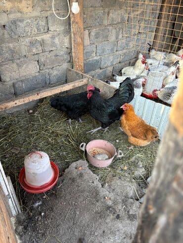продаю домашние куры: Продаю | Куры | Домашняя | Для разведения — 3