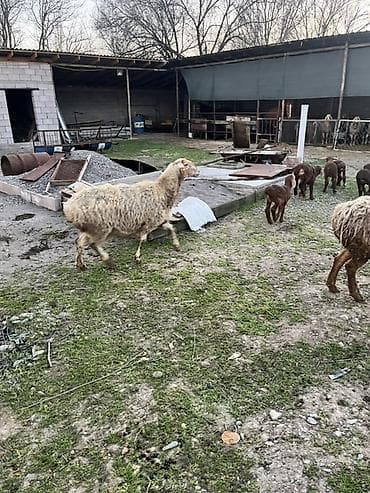 домашние собаки: Продаю | Овца (самка) | Полукровка | Для разведения | Матка — 1