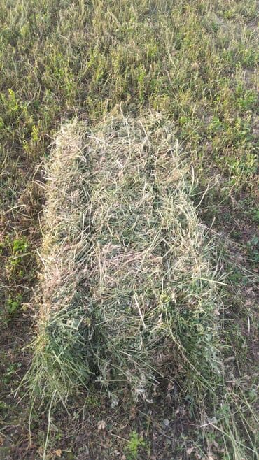 собака доберман сколько стоит: Сено в тюках - Прессованный тюк лугового сена. - Натуральная — 1