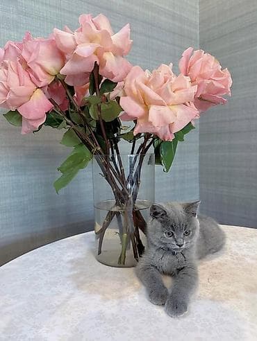 Мышыктар: Британский короткошёрстный котёнок, окрас голубой (серебристо‑серый) — 7