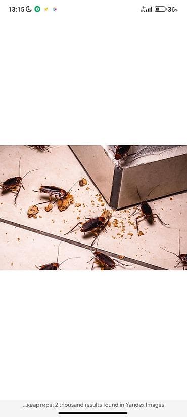 Другие услуги: Дезинфекция, дезинсекция, | Клопы, Блохи, Тараканы, | Транспорт, Офисы, Квартиры — 8