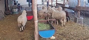 брудер для кур: Продаю | Баран (самец) | Меринос | На забой | Кастрированные — 3