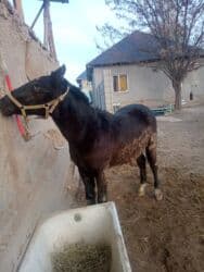 Аквариумы: Продаю | Жеребец — 5