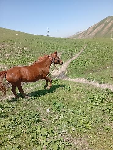 жылкы бе: Сатам | Бээ (ургаачы) | Жумушка | Мерин — 5