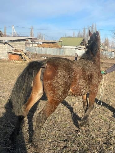 Кемирүүчүлөр: Сатам | Бээ (ургаачы) — 6