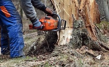 услуга бензопилы: Профессиональная валка деревьев и распиловка бензопилой Кара-Балта — 3