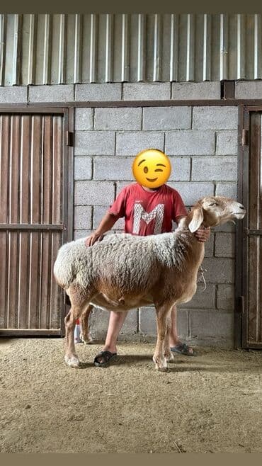 продажа щенков немецкой овчарки в бишкеке с документами: Сатам | Ургаачы кой (ургаачы) — 4