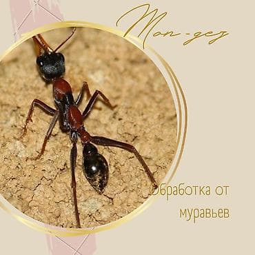 Дезинфекция, дезинсекция, | Блохи, Вирусы, микробы, Клопы, | Дома, Офисы, Подъезды