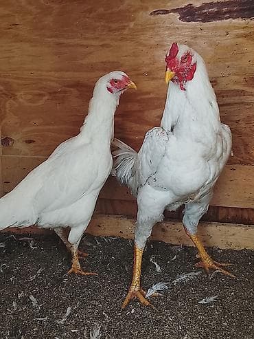 куплю курицу: Продаю | Куры | Для разведения — 4