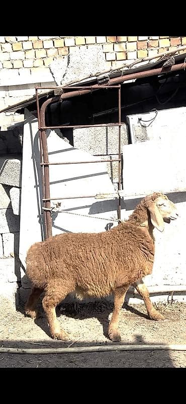 дорпер купить в кыргызстане: Продаю | Ягненок, Баран (самец) | Гиссарская, Арашан | Для разведения | Племенные, Осеменитель — 3