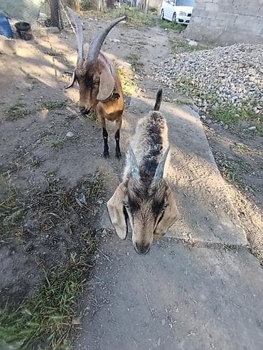 кролики крольчата: Продаю | Коза (самка) | Зааненская — 7
