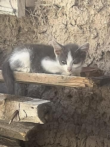 Отдам даром кошку: Кошка даром: Беспородная, 2 месяца, Мальчик, Приучена к лотку — 1