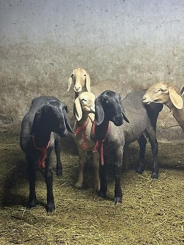 Продаю | Ягненок | Для разведения