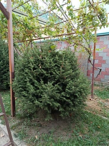 семена кустов: Продаются взрослые декоративные хвойные деревья (ель/пихта) для — 3