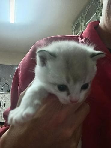 Котята, домашнее выращивание. - Возраст: примерно несколько недель