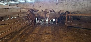 улар сатылат: Сатам | Кочкор (эркек) | Арашан — 1