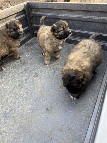 продам щенка овчарки: Щенки Кавказкой овчарки.больше месяца. Прививка еще не сделано — 3