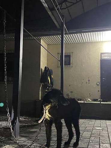 тигр живой: Тайган 1,5 год охотничий выходил на охоту готовая собака срочно деньги — 2