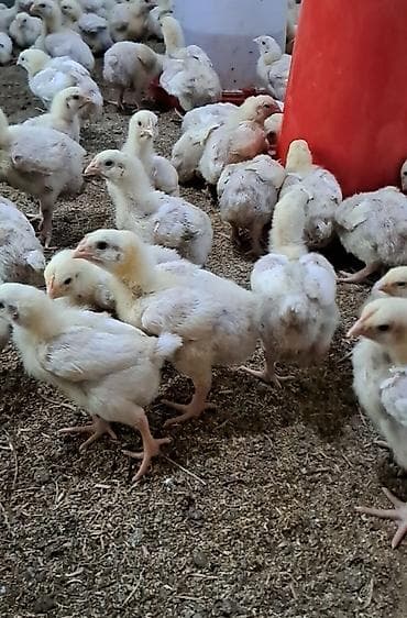 квочка курк: Продаю | Цыплята, Петух, Куры | Бройлерная | На забой — 2
