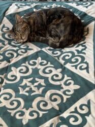 собака бульдок: Беспородная, 2 года, Девочка, Кастрирована, Приучена к лотку, Проглистована — 2