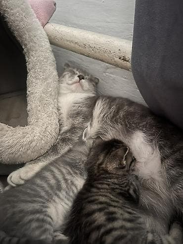 возьму котёнка: Скотиш Фолд (Шотландская вислоухая), 2 месяца, Девочка — 1