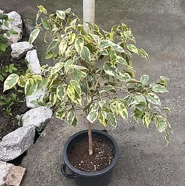 Комнатные растения в горшках: 1) Фикус Бенджамина вариегатный (Ficus