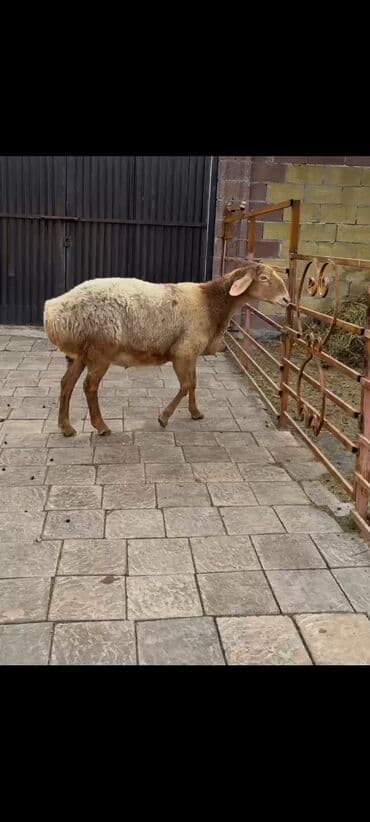 кой сойуш: Продаю | Овца (самка) | Арашан | Для разведения | Племенные, Котные, Матка — 5