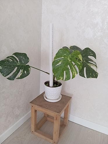 монстера альба: Монстера вариегатная (Monstera deliciosa variegata) в горшке. - — 2